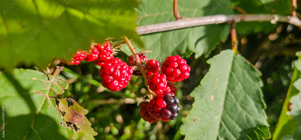 Natural fresh blackberries in the garden. Bouquet of ripe and unripe blackberry fruits - Rubus fruticosus - on a branch with green leaves at the farm. Organic farming, healthy food. Natural fresh blackberries in the garden. Bouquet of ripe and unripe blackberry fruits - Rubus fruticosus - on a branch with green leaves at the farm. Organic farming, healthy food.