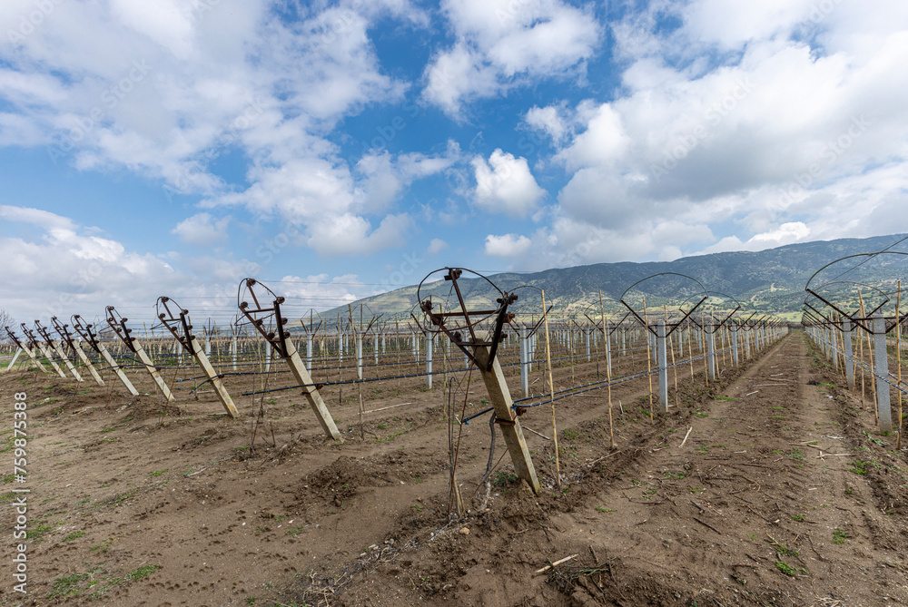 Close-up view of pruned vines tied to a wire trellis, green grass between the rows, vines twisting from the trunk in the vineyard in Saridol, Manisa, Turkey. Close-up view of pruned vines tied to a wire trellis, green grass between the rows, vines twisting from the trunk in the vineyard in Saridol, Manisa, Turkey.