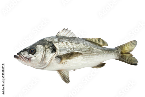 One fresh sea bass isolated on transparent background.
