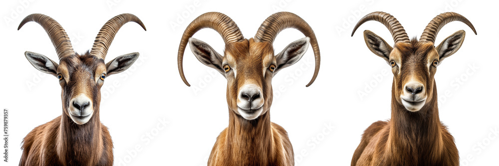 Collection of goats isolated on transparent or white background
