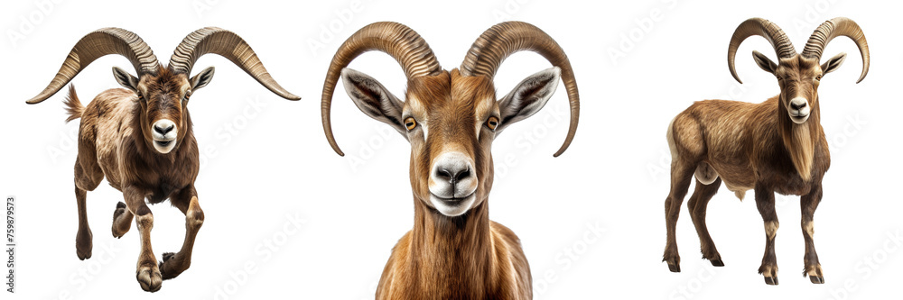 Collection of goats isolated on transparent or white background