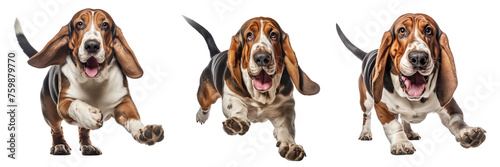 Collection of basset hounds isolated on transparent or white background