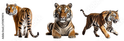 Collection of tigers isolated on transparent or white background