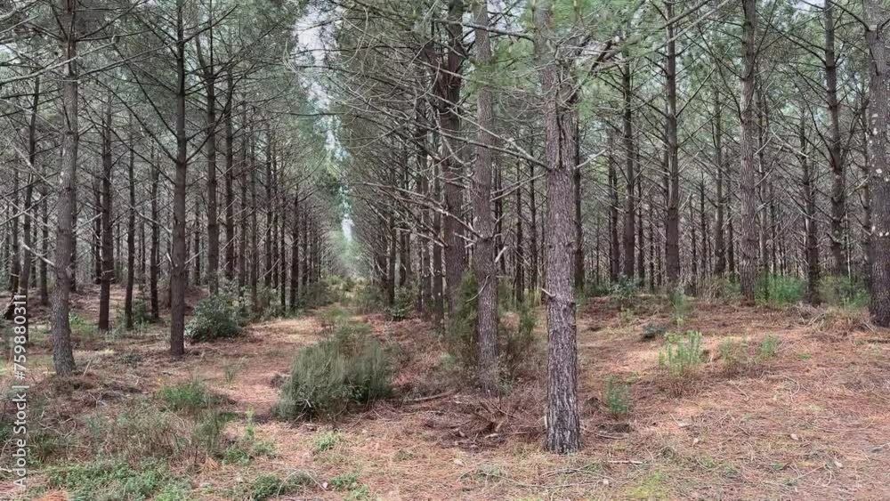 Travelling - Forêt de pins alignés
