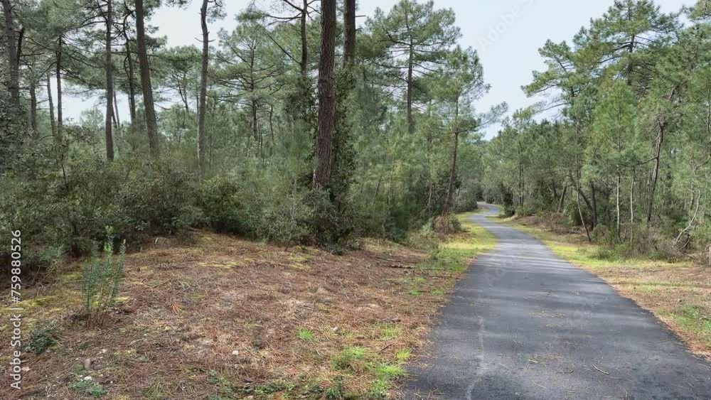 Piste cyclable bitumée avec virages dans forêt de pins - Vélodyssée