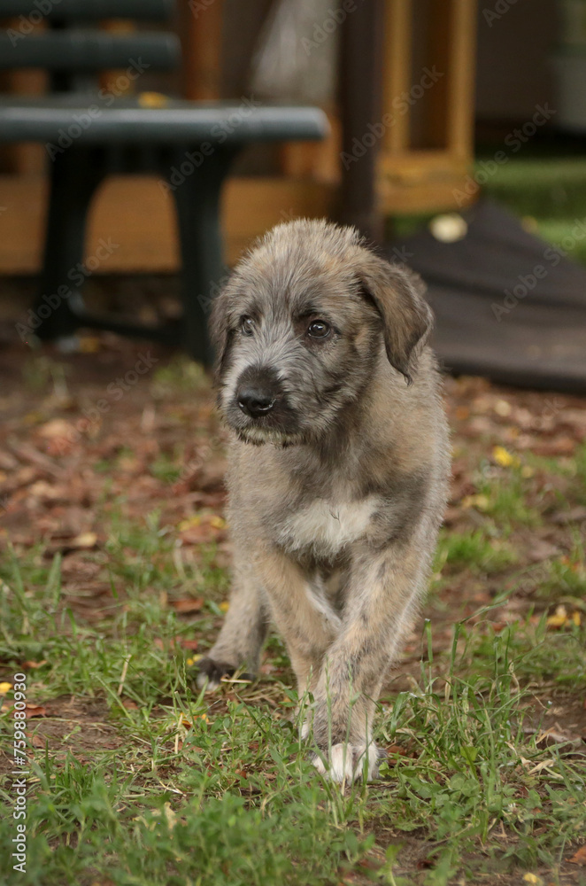 Irish Wolfhound puppy walks in the yard. Irish Wolfhound puppy walks in the yard.