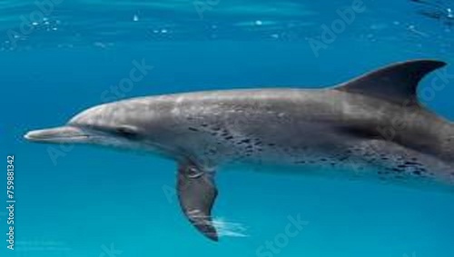 dolphin swimming in the water