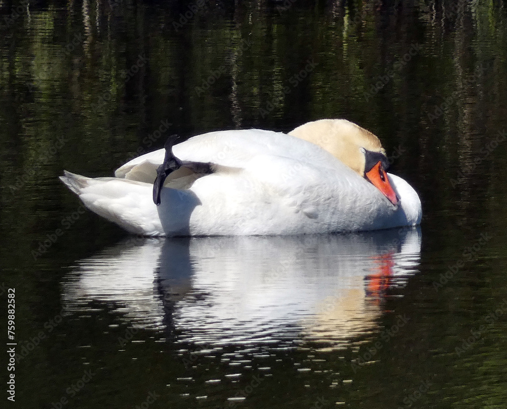 Obraz premium Resting swan on a pond in Rostock Schmarl (Germany)