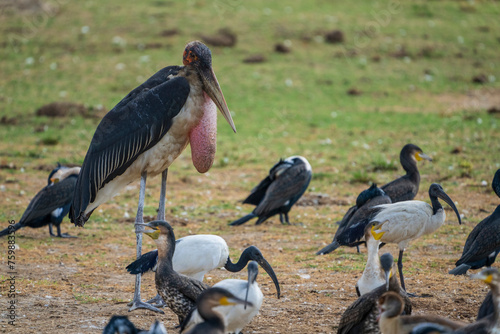 Marabou stork (Leptoptilos crumeniferus) photo