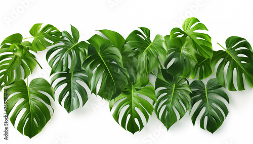 Green leaves of native Monstera Epipremnum, white background, isolated