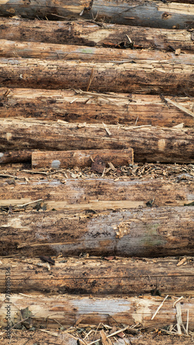 Hintergrund Baumstämme Natur Wald holzfällen baum fälle holzen abholzen