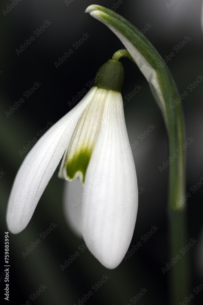 Snow drop - flower detail - Galanthus nivalis Snow drop - flower detail - Galanthus nivalis