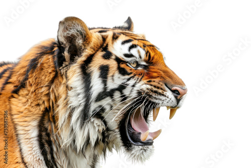 Wild animal behavior that is rarely seen, such as hunting prey. Isolated on transparent background.