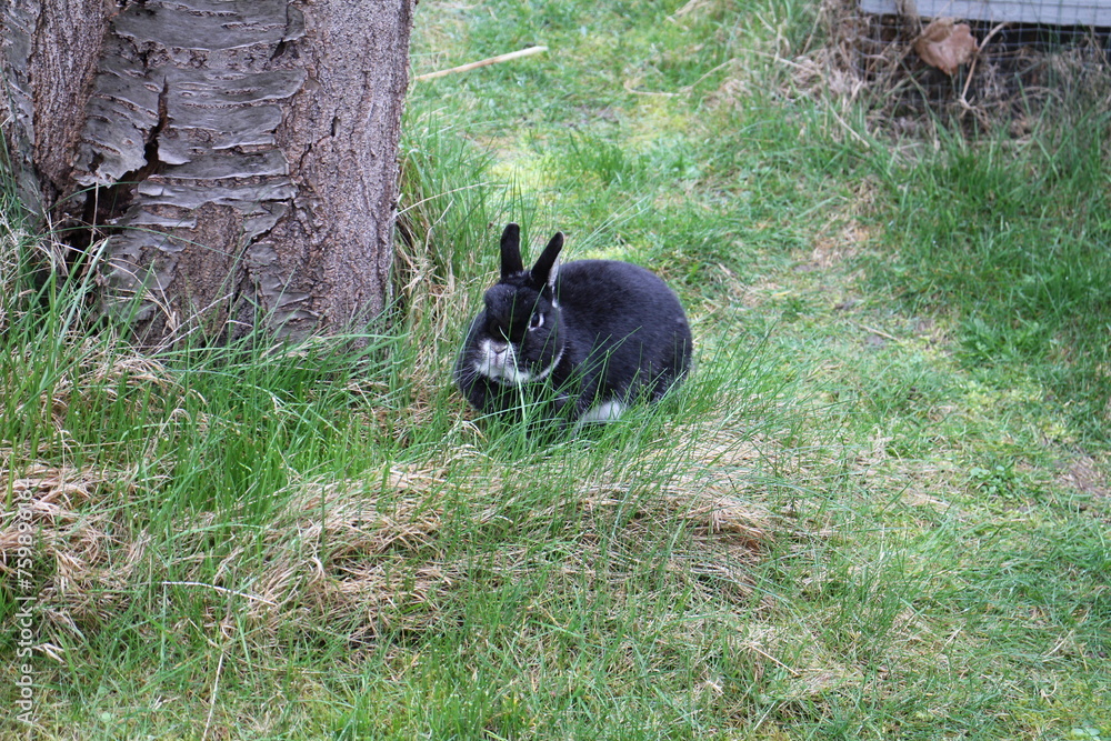 Obraz premium hase