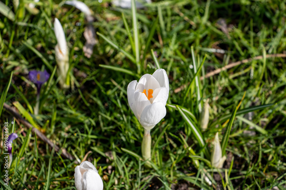 Closeup of small Crocus in Vondelpark in Amsterdam Closeup of small Crocus in Vondelpark in Amsterdam