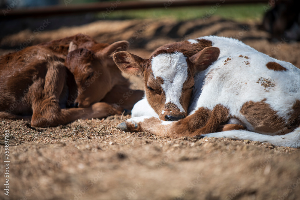 Close up view of newborn brown and black calfs lying in the hay by it's siblings on the dairy farm, cows reproduction and calving Close up view of newborn brown and black calfs lying in the hay by it's siblings on the dairy farm, cows reproduction and calving
