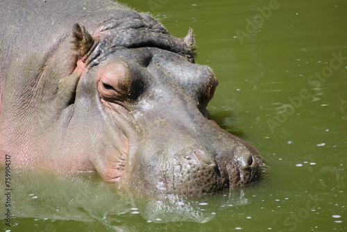 Quiet Giant: Hippopotamus in Tranquil Waters