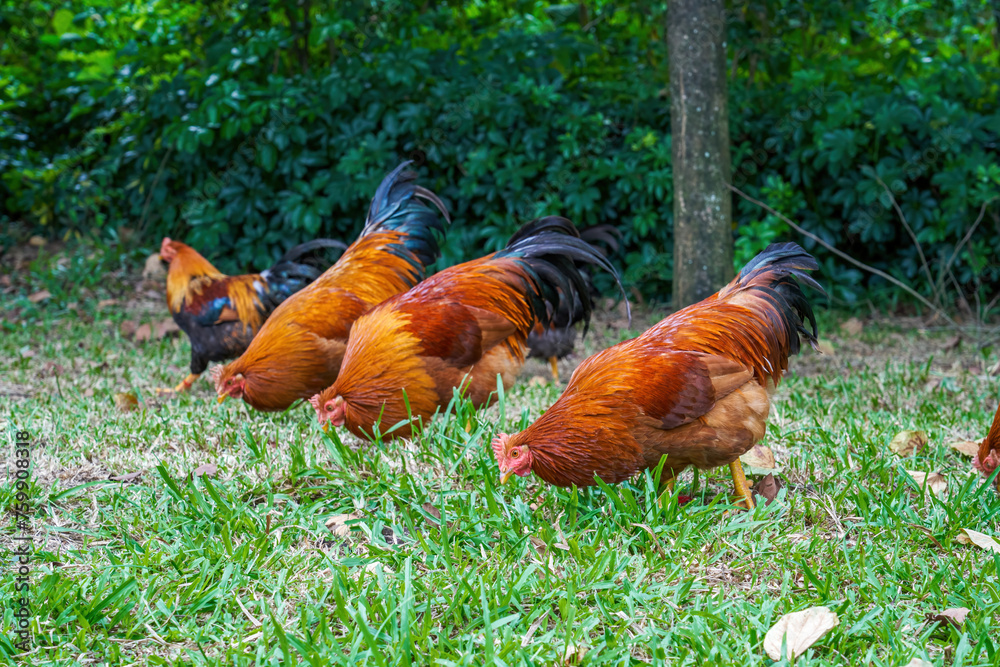 Fototapeta premium Close-up of big rooster free range in rural area
