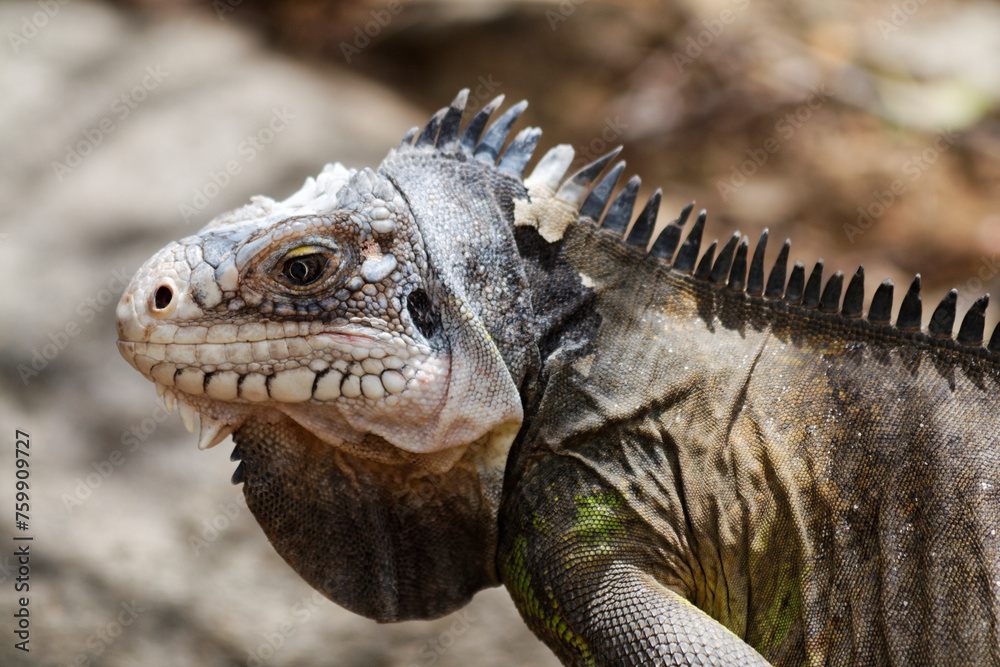 Iguan from the west indies Iguan from the west indies