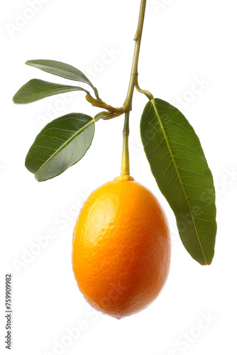 Ripe Kumquats on the Branch with Fresh Leaves against White Background