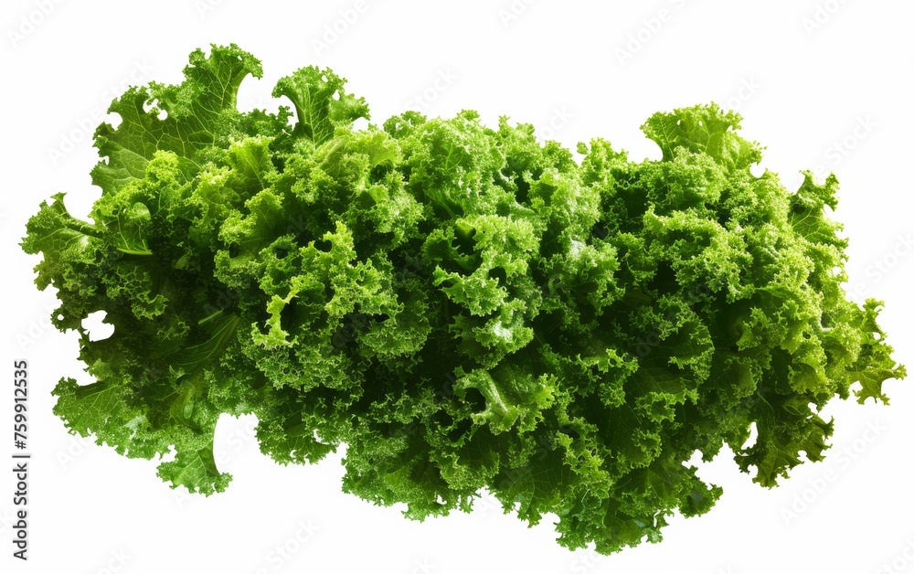 fresh lettuce isolated on white fresh lettuce isolated on white