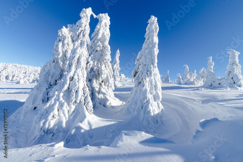 Fototapeta Naklejka Na Ścianę i Meble -  Zimowa sceneria w Karkonoszach, zamarznięte drzewa, przy Szrenicy