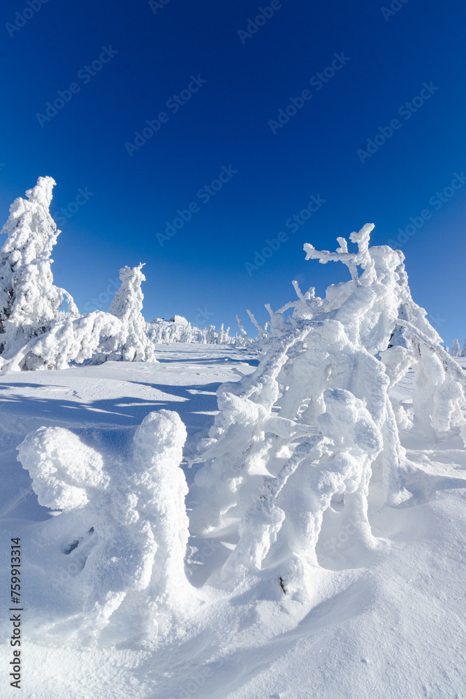 Zimowa sceneria w Karkonoszach, zamarznięte drzewa, przy Szrenicy - obrazy, fototapety, plakaty 