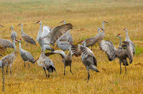 Sandhill cranes dancing during migration 