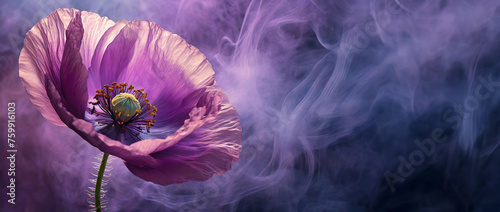 Fioletowy kwiat mak, abstrakcyjny dym