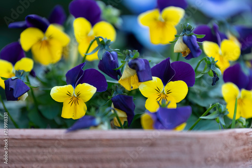 colorful purple and yellow violets. .flowerpot