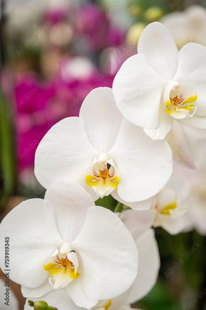 beautiful white orchid with purple flowers in background beautiful white orchid with purple flowers in background