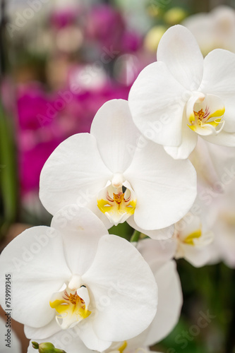 beautiful white orchid with purple flowers in background © AnnaPhri