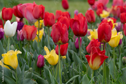 colorful tulips in a field, spring, colors, happy, purple red green yellow