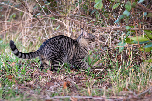 young tabby cat free in the wild. freedom.