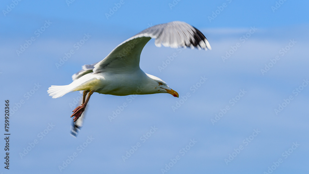 Obraz premium European Herring Gull, Larus argentatus 
