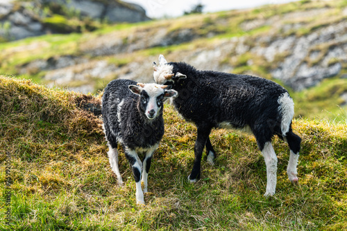 Wild Sheep from Haraldshaugen, HAUGESUND, NORWAY, europe