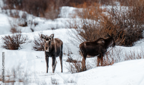 Moose in Colorado Mountains