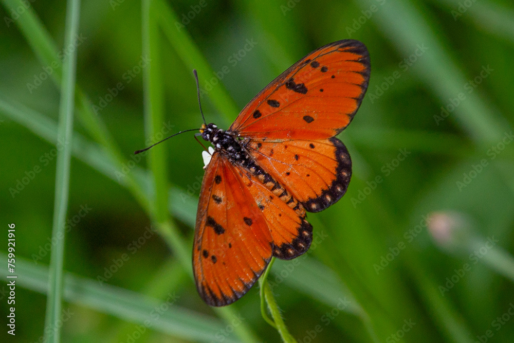 Butterfly on Zinnia flower in garden, Butterfly on Zinnia flower in garden,