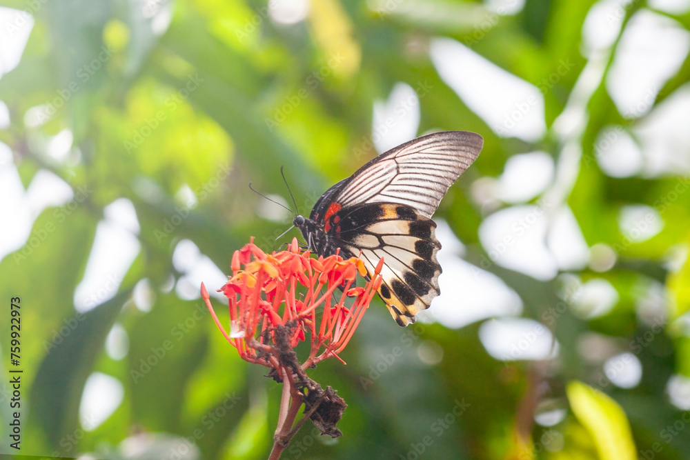 Butterfly on Zinnia flower in garden, Butterfly on Zinnia flower in garden,