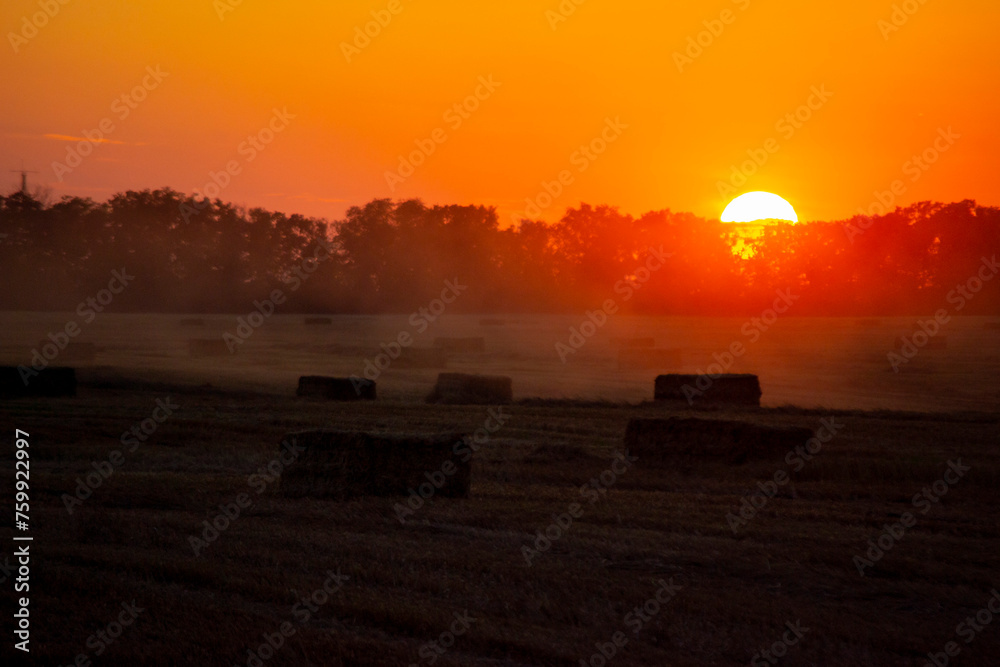 Square bales of pressed dry wheat straw on field after harvest. Summer sunny sunset dawn. Field bales of pressed wheat. Setting sun behind black silhouette of trees. Agriculture agrarian landscape