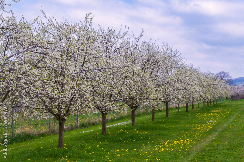 Blooming cherry trees under a white and blue sky in Dobenreuth - Germany in the Franconian Switzerland Blooming cherry trees under a white and blue sky in Dobenreuth - Germany in the Franconian Switzerland
