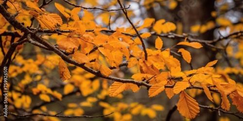 Autumn forest Bright colors Generative AI