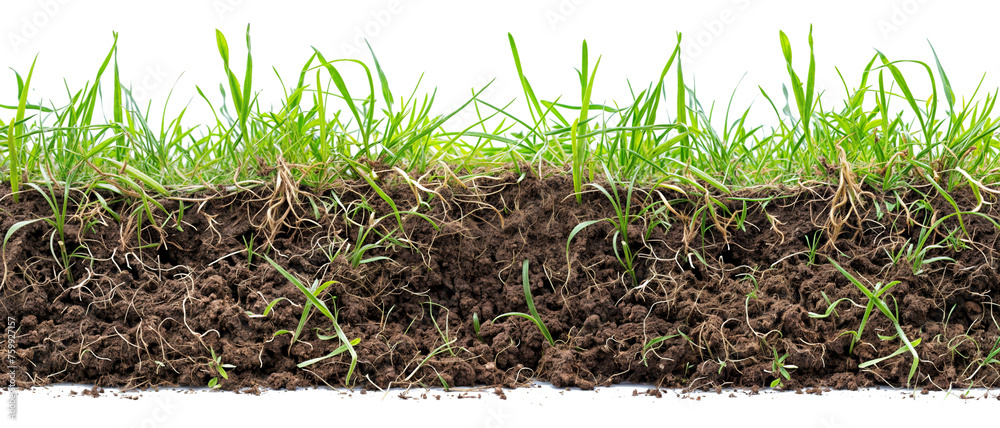 grass row di cut and removed original background PNG transparent grass row di cut and removed original background PNG transparent