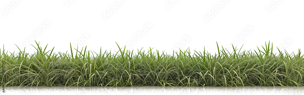 Fototapeta premium grass row di cut and removed original background PNG transparent