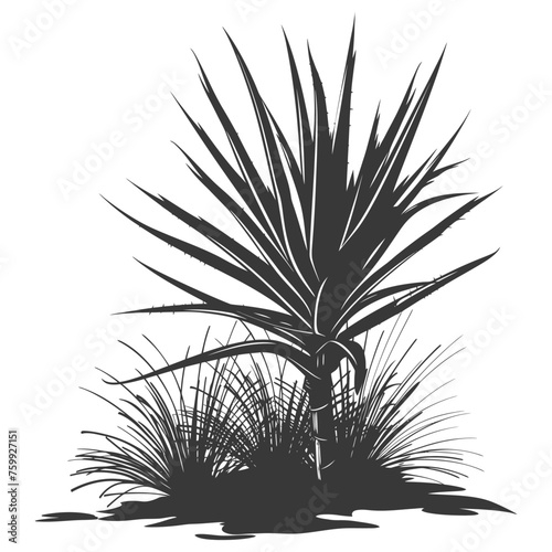 Silhouette Aloe vera tree in the ground black color only