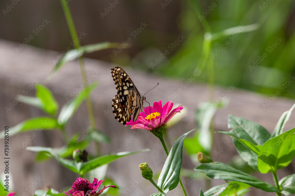 Butterfly on Zinnia flower in garden, Butterfly on Zinnia flower in garden,