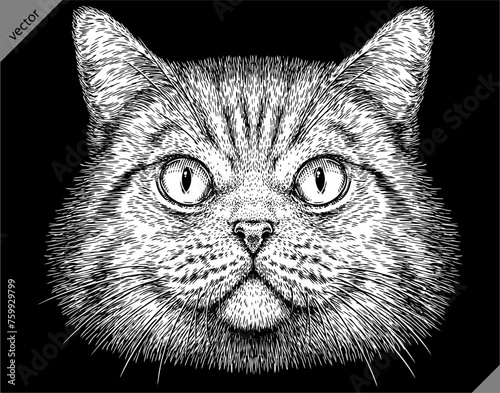Vintage engraving isolated cat set illustration kitty ink sketch. Pet background kitten silhouette whisker art. Black and white hand drawn vector image