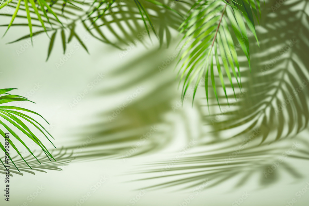 Obraz premium background with palm shadow