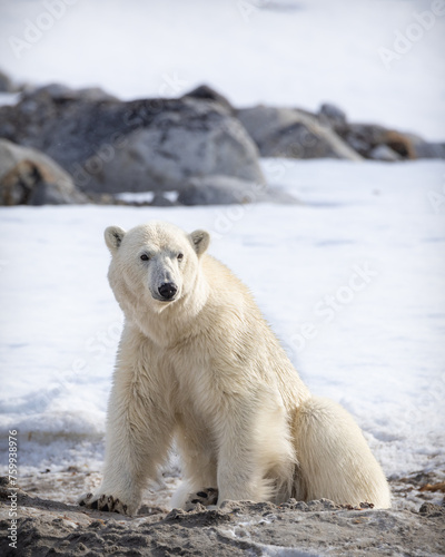 Svalbard wildlife Polar bear, North Pole.
