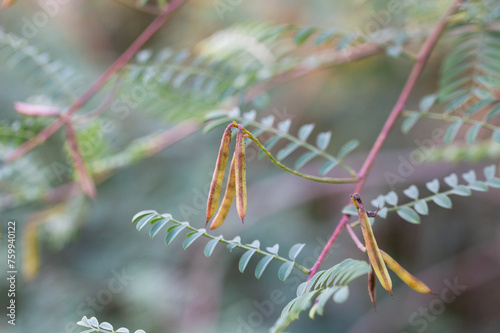 Acacia leaves with a pattern and long green pods with seeds on a blurred background of a garden lawn.